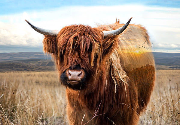 Call of the Wild W5422-39 Highland Cow Rust